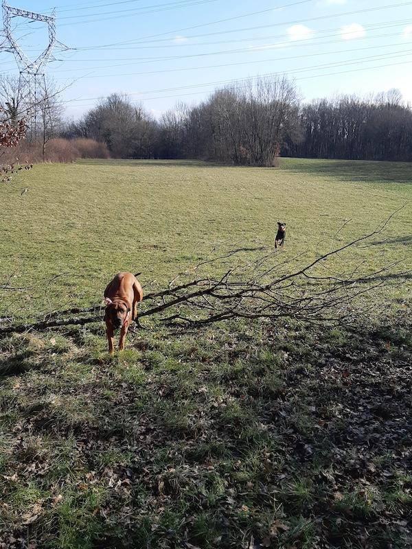 Rangoon uploaded   1 year/s ago