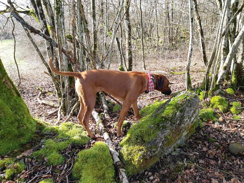 Rangoon uploaded   1 year/s ago