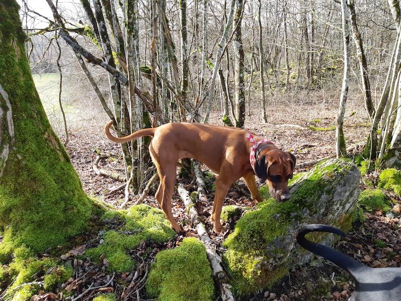 Rangoon uploaded   334  day/s  ago