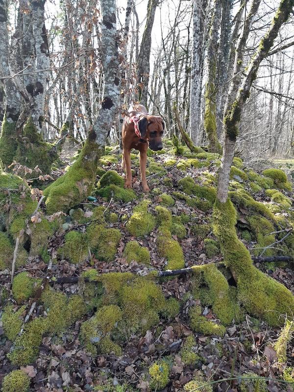 Rangoon uploaded   1 year/s ago