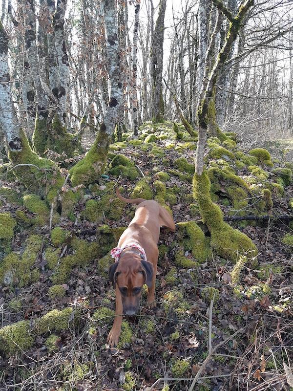 Rangoon uploaded   1 year/s ago