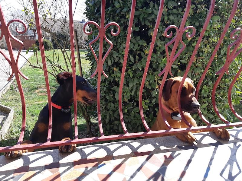 Rangoon uploaded   304  day/s  ago