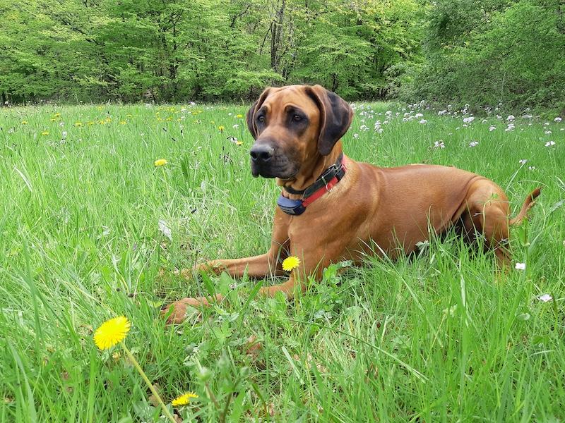 Rangoon uploaded   242  day/s  ago