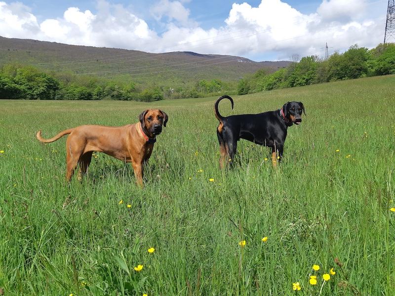 Rangoon uploaded   242  day/s  ago