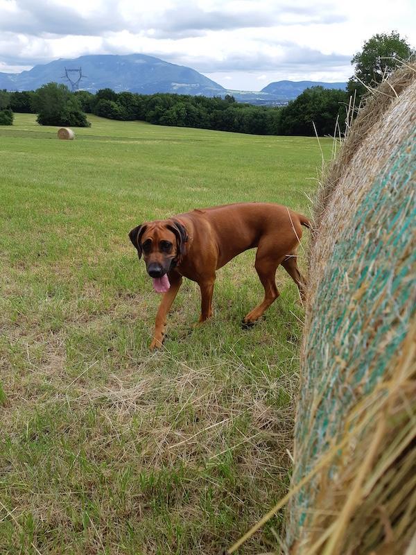 Rangoon uploaded   283  day/s  ago