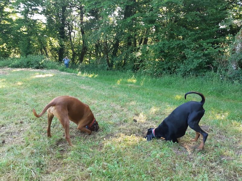 Rangoon uploaded   283  day/s  ago