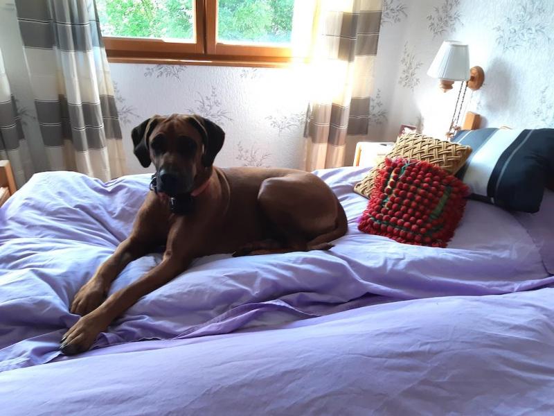 Rangoon uploaded   298  day/s  ago