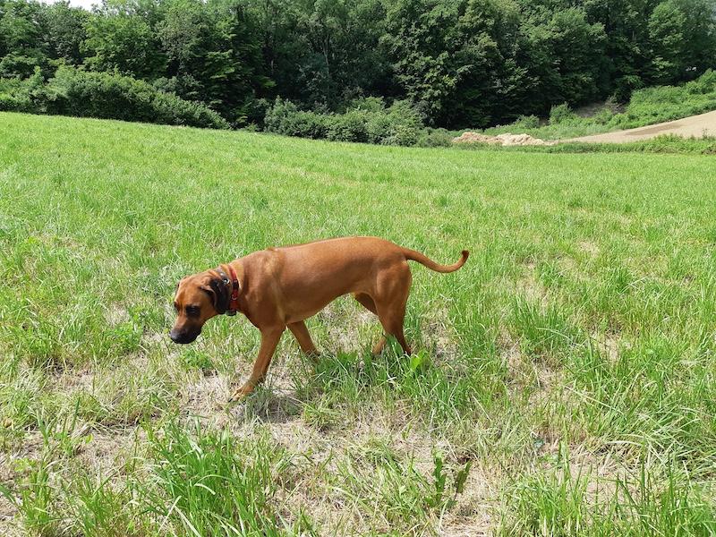 Rangoon uploaded   294  day/s  ago