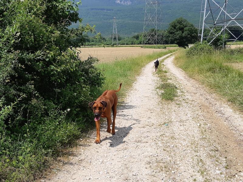 Rangoon uploaded   294  day/s  ago