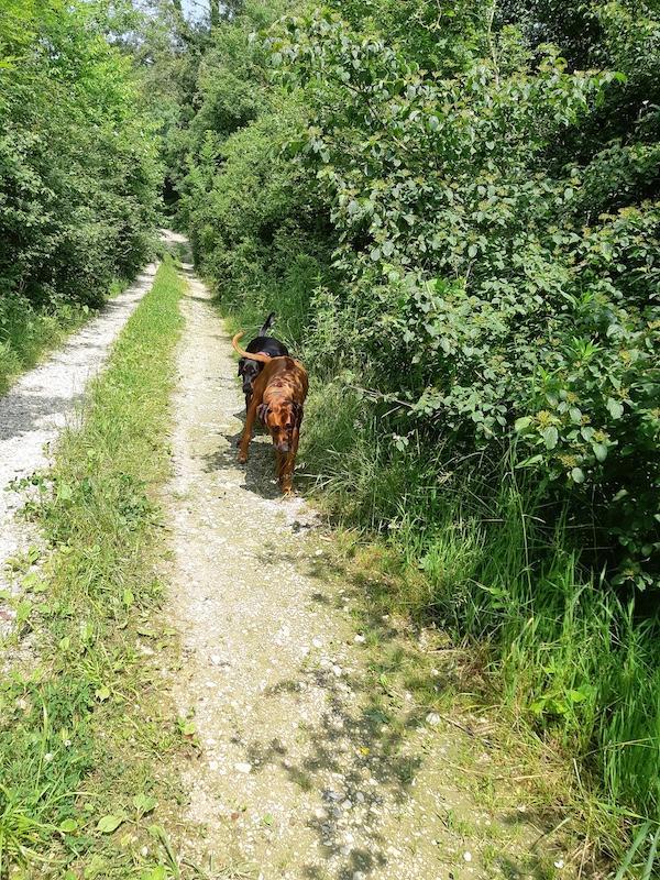 Rangoon uploaded   294  day/s  ago