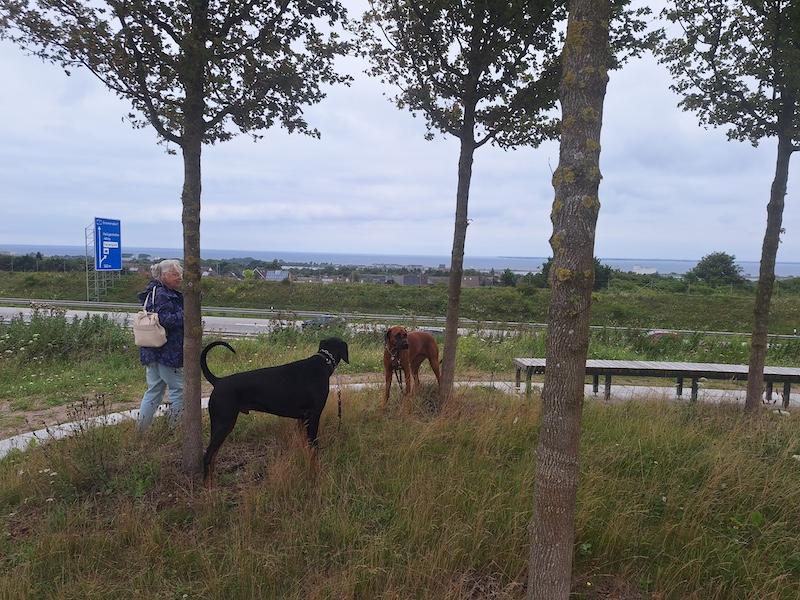 Rangoon uploaded   256  day/s  ago