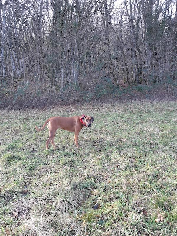 Rangoon uploaded   95  day/s  ago