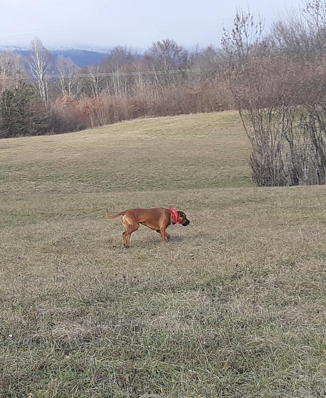 Rangoon uploaded   95  day/s  ago