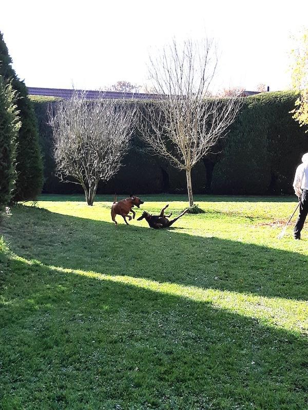 Rangoon uploaded   9  day/s  ago