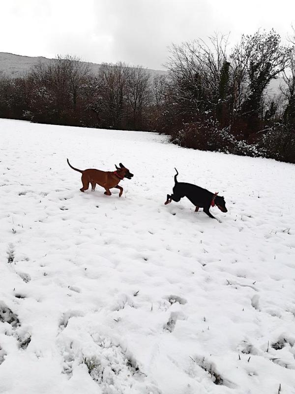 Ułanka of the Rangoon family