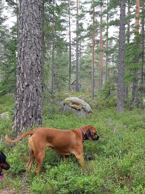 Rangoon uploaded   198  day/s  ago