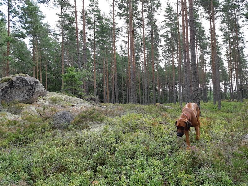 Rangoon uploaded   198  day/s  ago