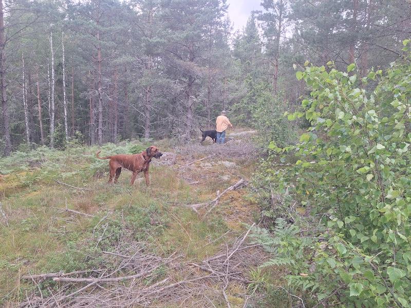 Rangoon uploaded   252  day/s  ago