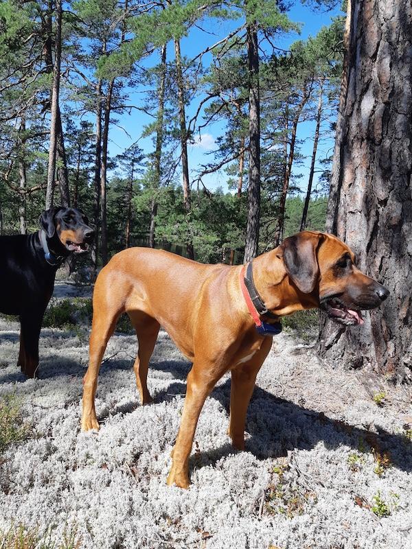 Rangoon uploaded   242  day/s  ago