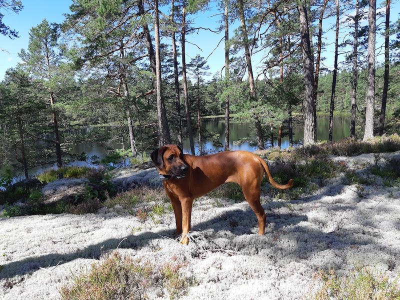 Rangoon uploaded   242  day/s  ago