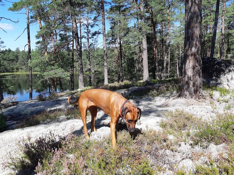 Rangoon uploaded   242  day/s  ago