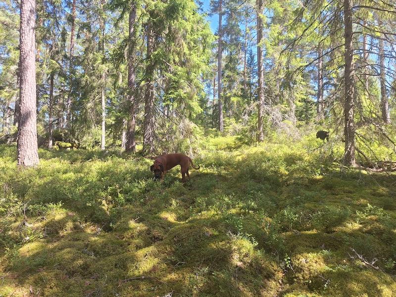 Rangoon uploaded   242  day/s  ago