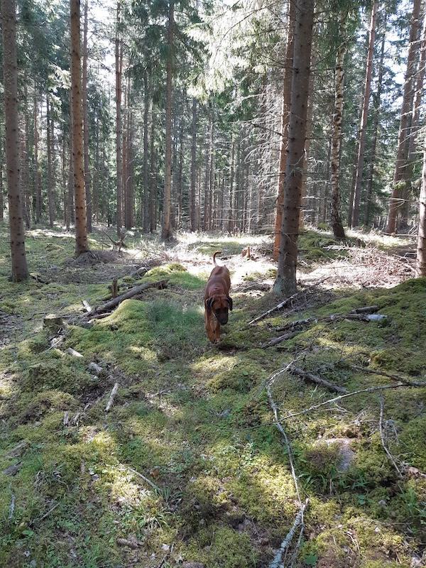 Rangoon uploaded   242  day/s  ago