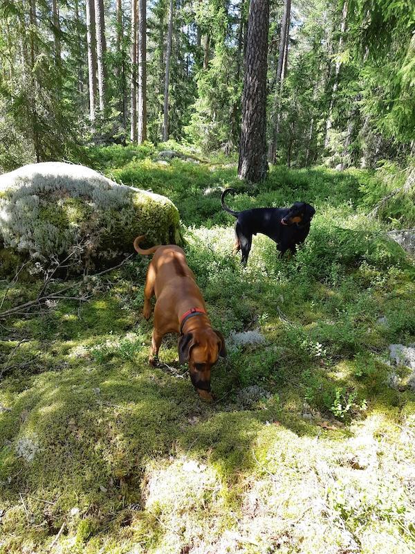 Rangoon uploaded   235  day/s  ago