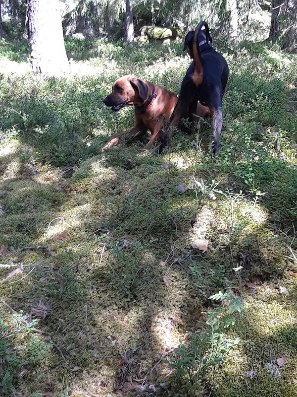 Rangoon uploaded   235  day/s  ago