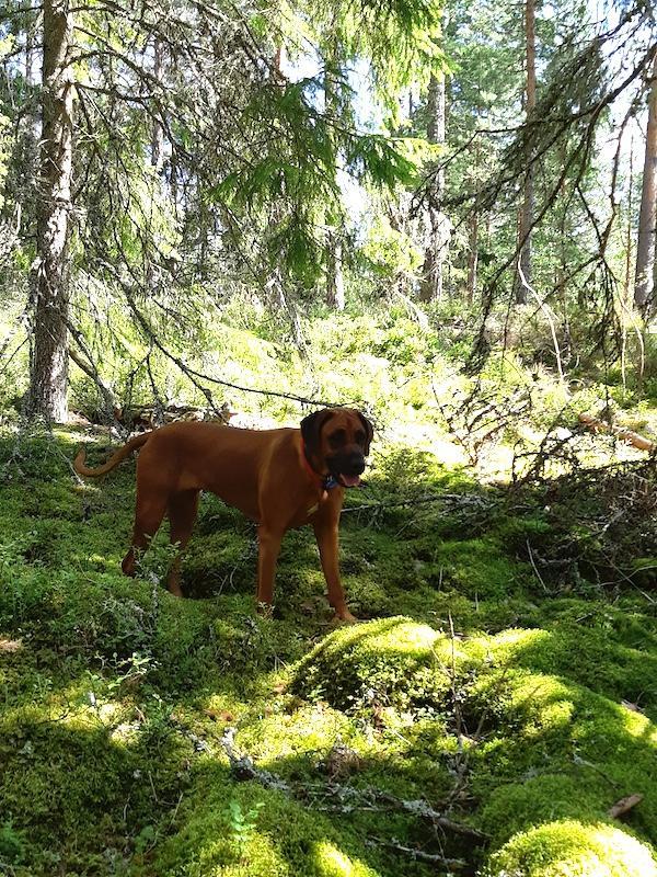 Rangoon uploaded   235  day/s  ago