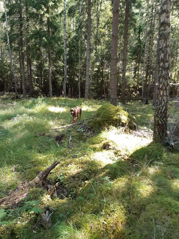 Rangoon uploaded   235  day/s  ago