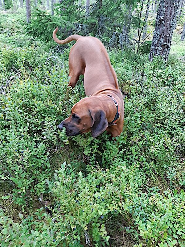 Rangoon uploaded   235  day/s  ago