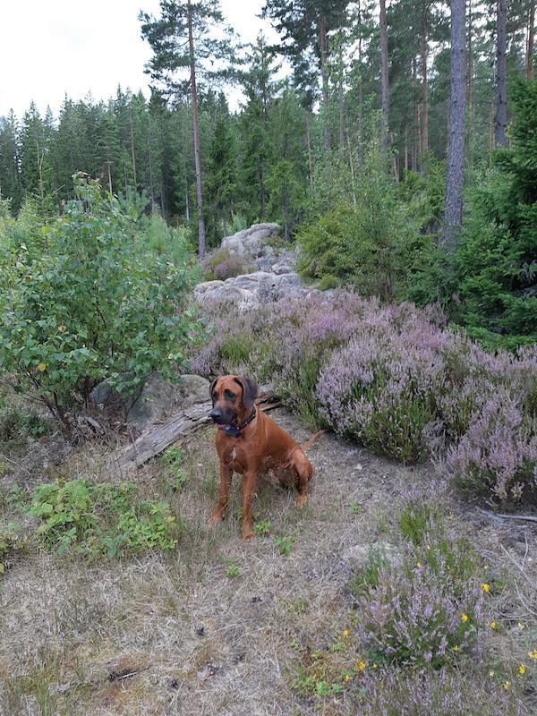 Rangoon uploaded   235  day/s  ago