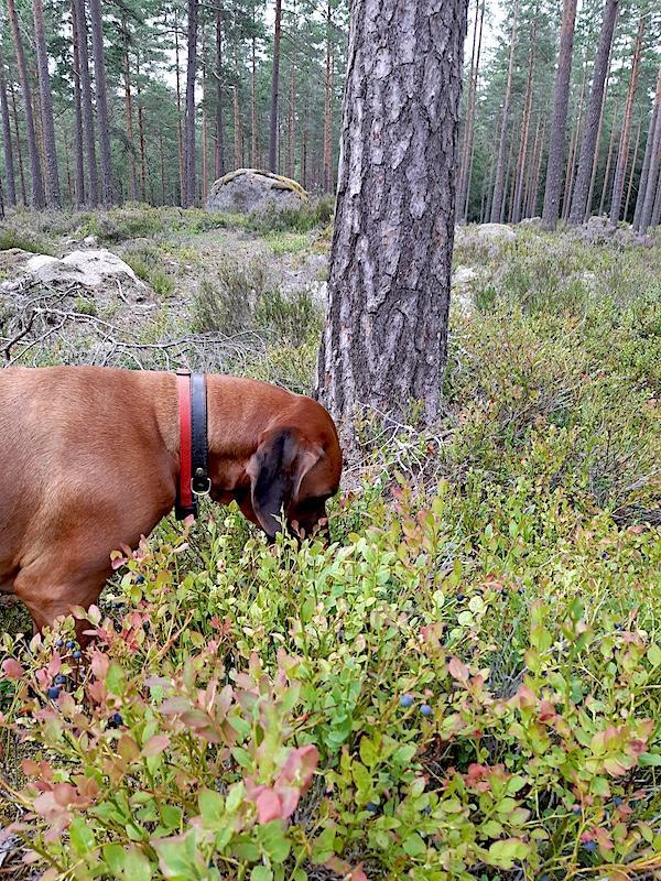 Rangoon uploaded   228  day/s  ago