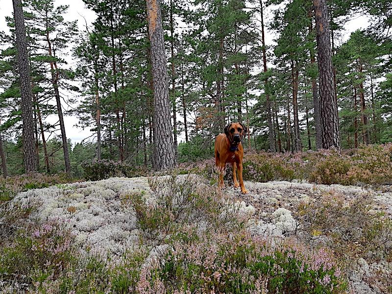 Rangoon uploaded   228  day/s  ago