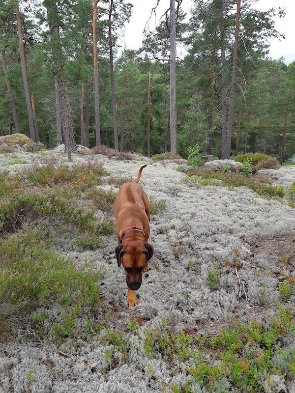 Rangoon uploaded   228  day/s  ago