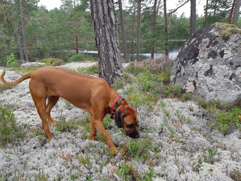 Rangoon uploaded   228  day/s  ago