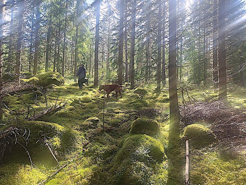 Rangoon uploaded   228  day/s  ago