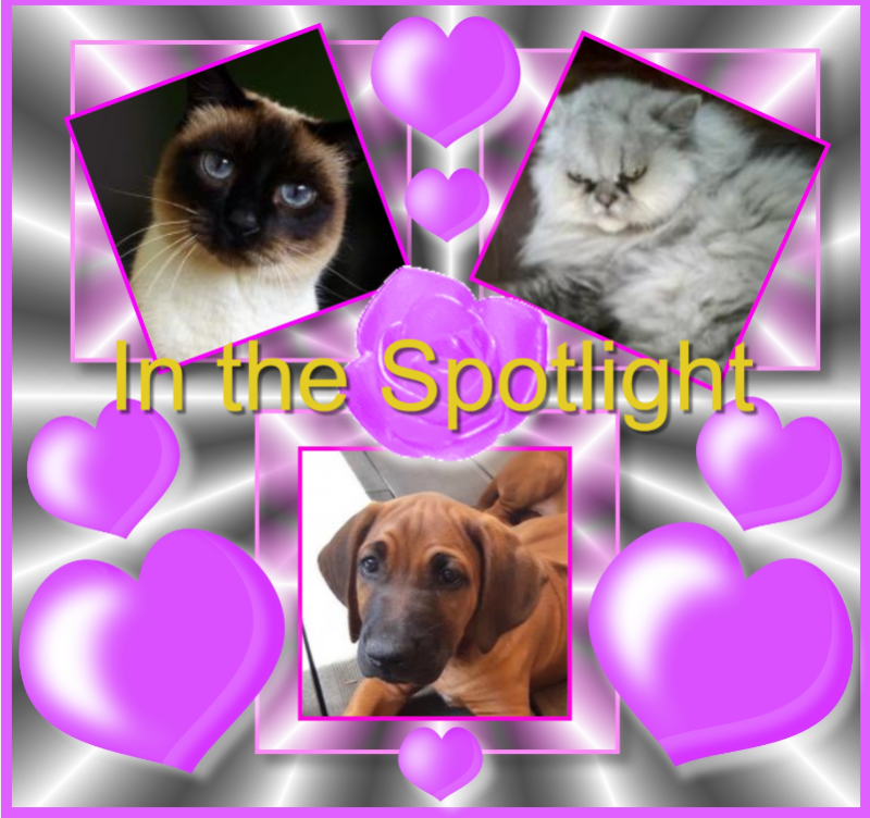 Ułanka of the Rangoon family