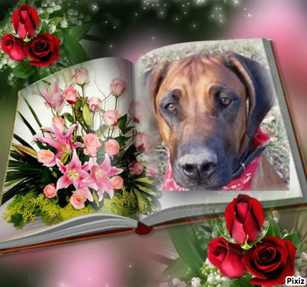 Rangoon uploaded   67  day/s  ago