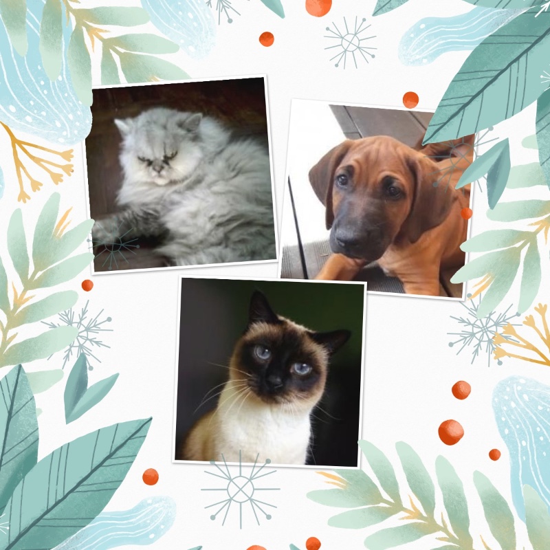 Ułanka of the Rangoon family