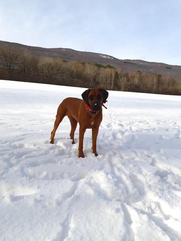 Rangoon uploaded   54  day/s  ago