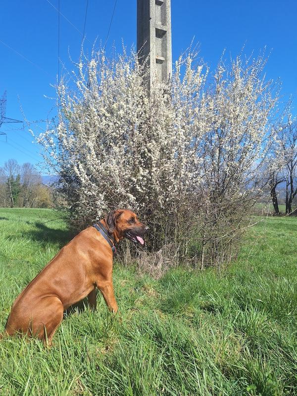 Rangoon uploaded   10  day/s  ago