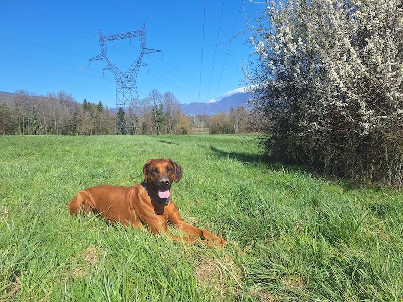 Rangoon uploaded   10  day/s  ago