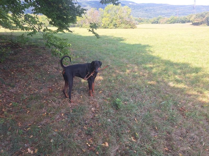 Rangoon uploaded   184  day/s  ago