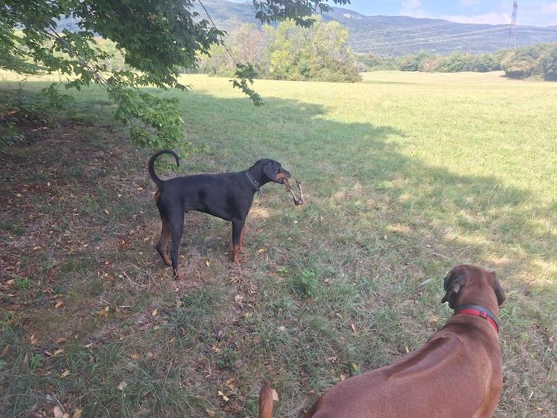 Rangoon uploaded   184  day/s  ago