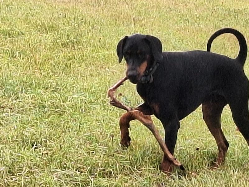 Rangoon uploaded   184  day/s  ago