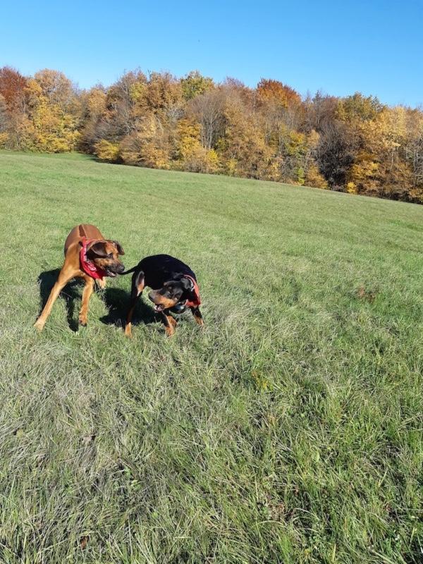 Rangoon uploaded   154  day/s  ago