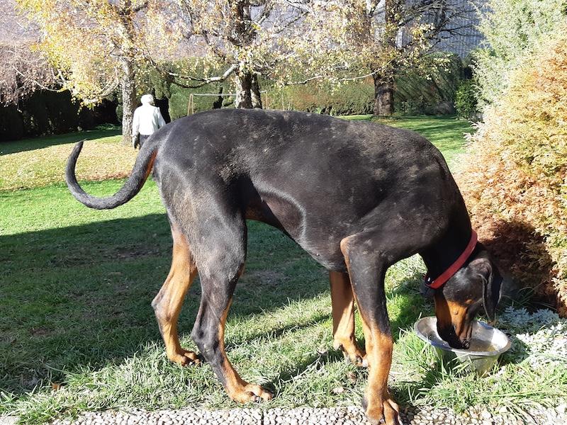 Valle-lee of the Rangoon family