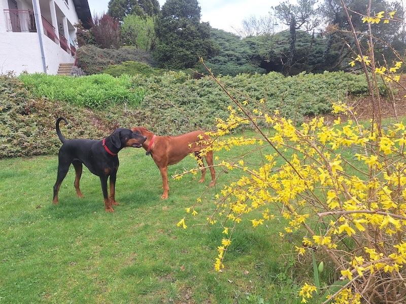 Rangoon uploaded   1 year/s ago